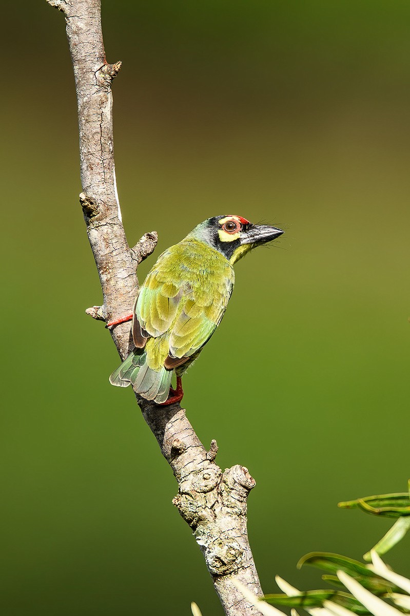 Coppersmith Barbet - Sudhir Paul