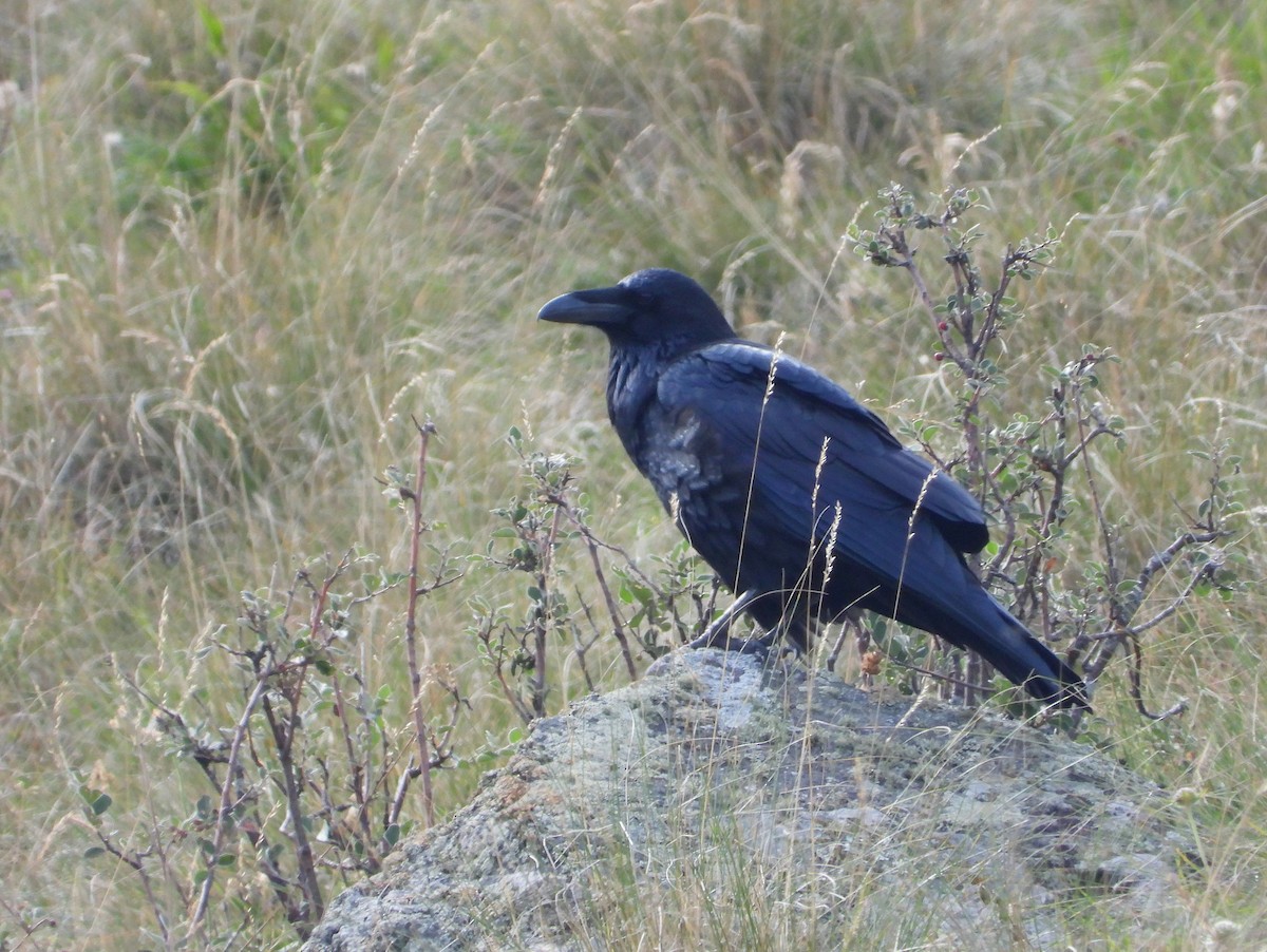 Common Raven - ML615242355