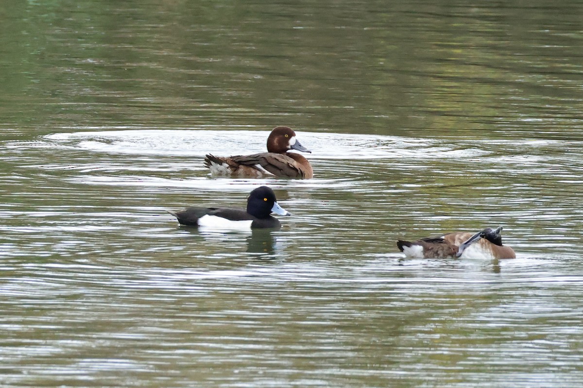 Greater Scaup - ML615242364