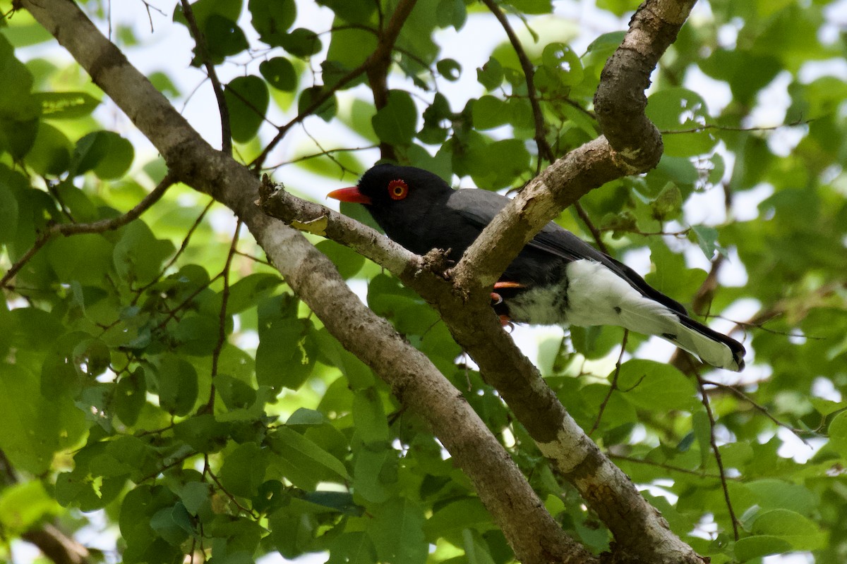 Retz's Helmetshrike - Antoine Lacroix