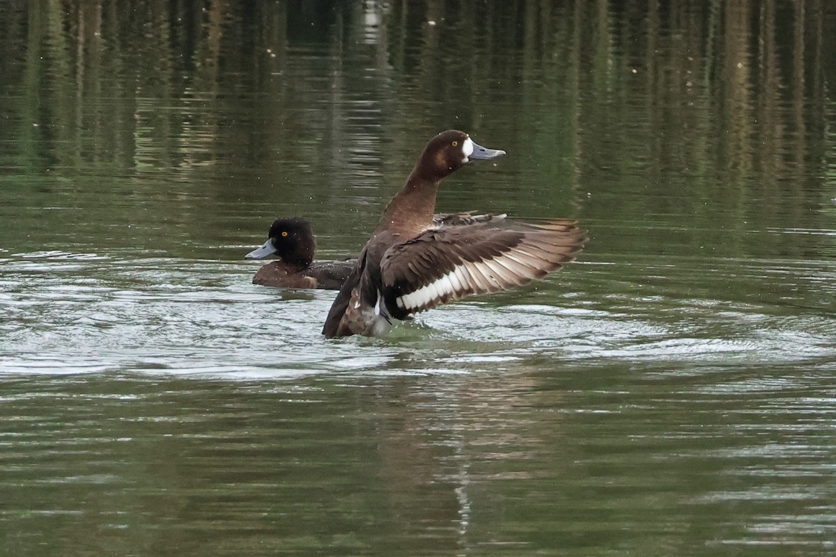 Greater Scaup - ML615242372