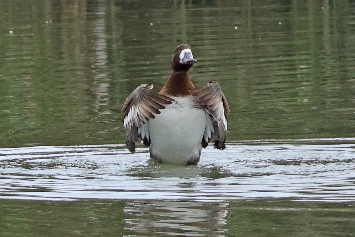 Greater Scaup - ML615242374