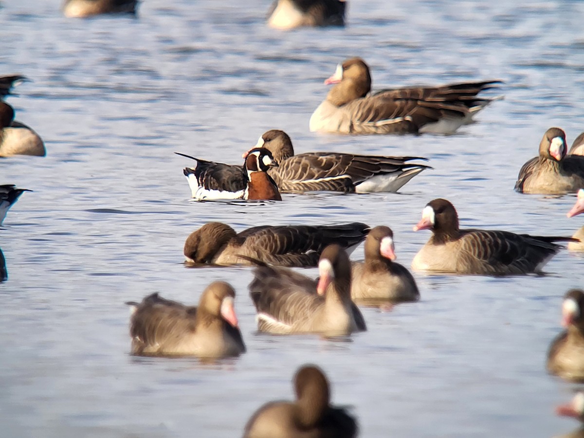 Red-breasted Goose - Vlastimil Serdahely