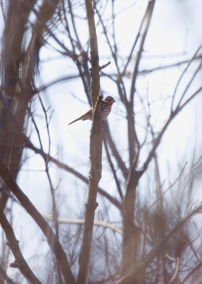 Fox Sparrow - Jon Cefus