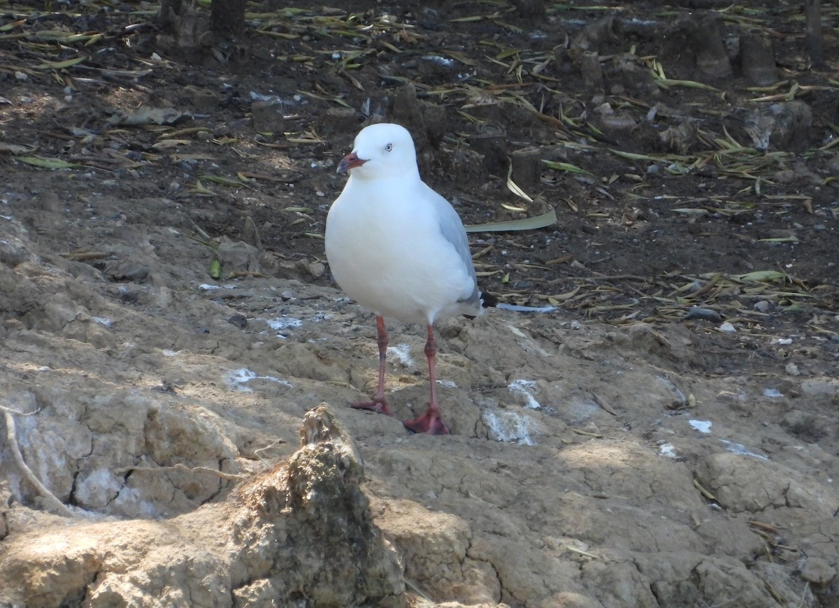 Gaviota Plateada - ML615242515