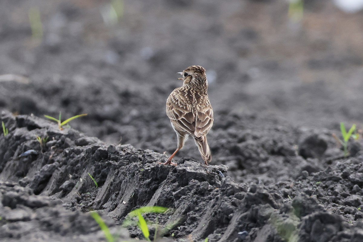 Oriental Skylark - ML615242559