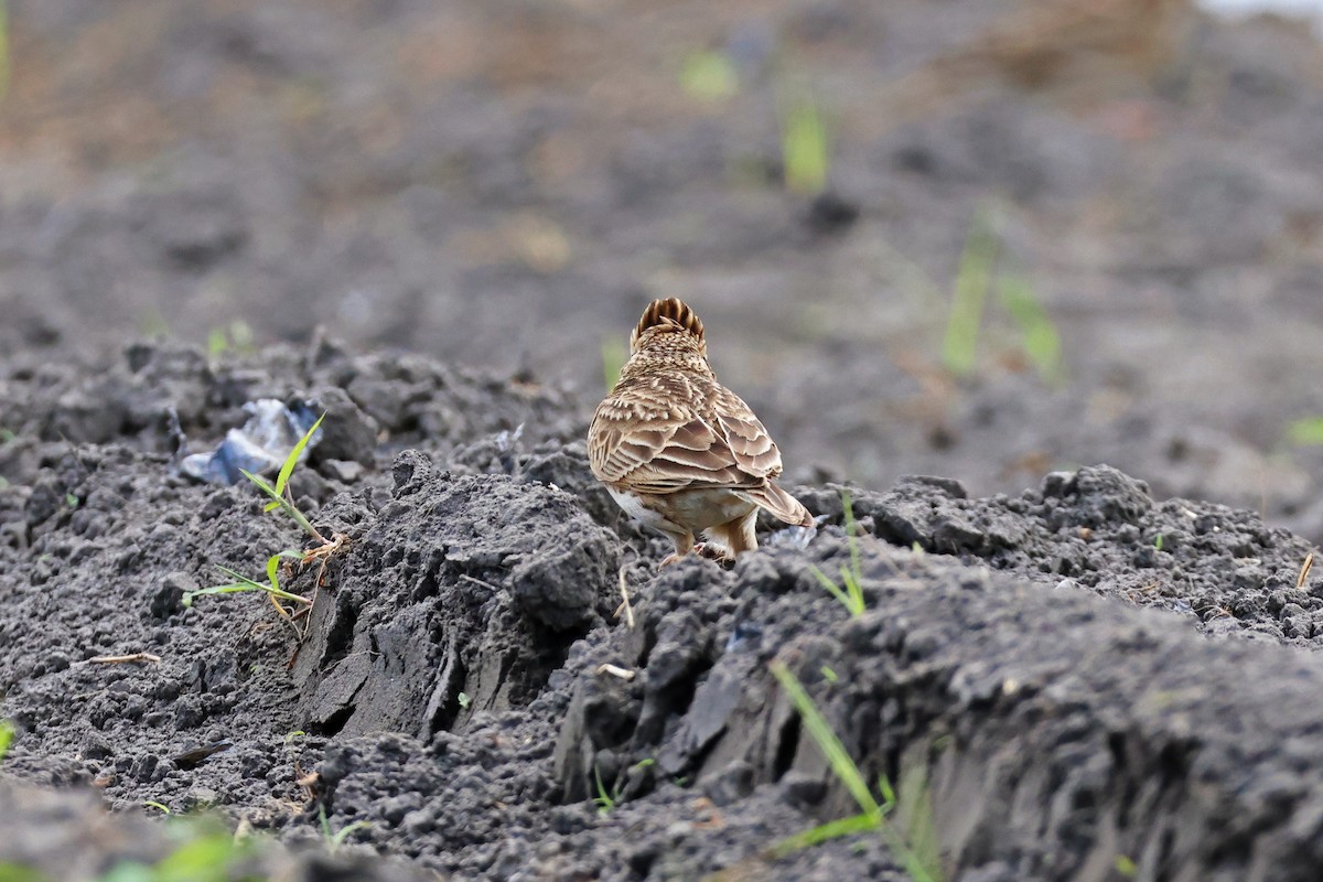 Oriental Skylark - ML615242562