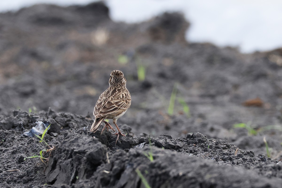 Oriental Skylark - ML615242563