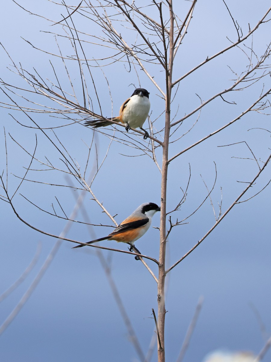 Long-tailed Shrike - 佑淇 陳