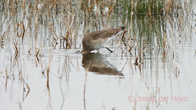 Black-tailed Godwit (limosa) - ML615242601