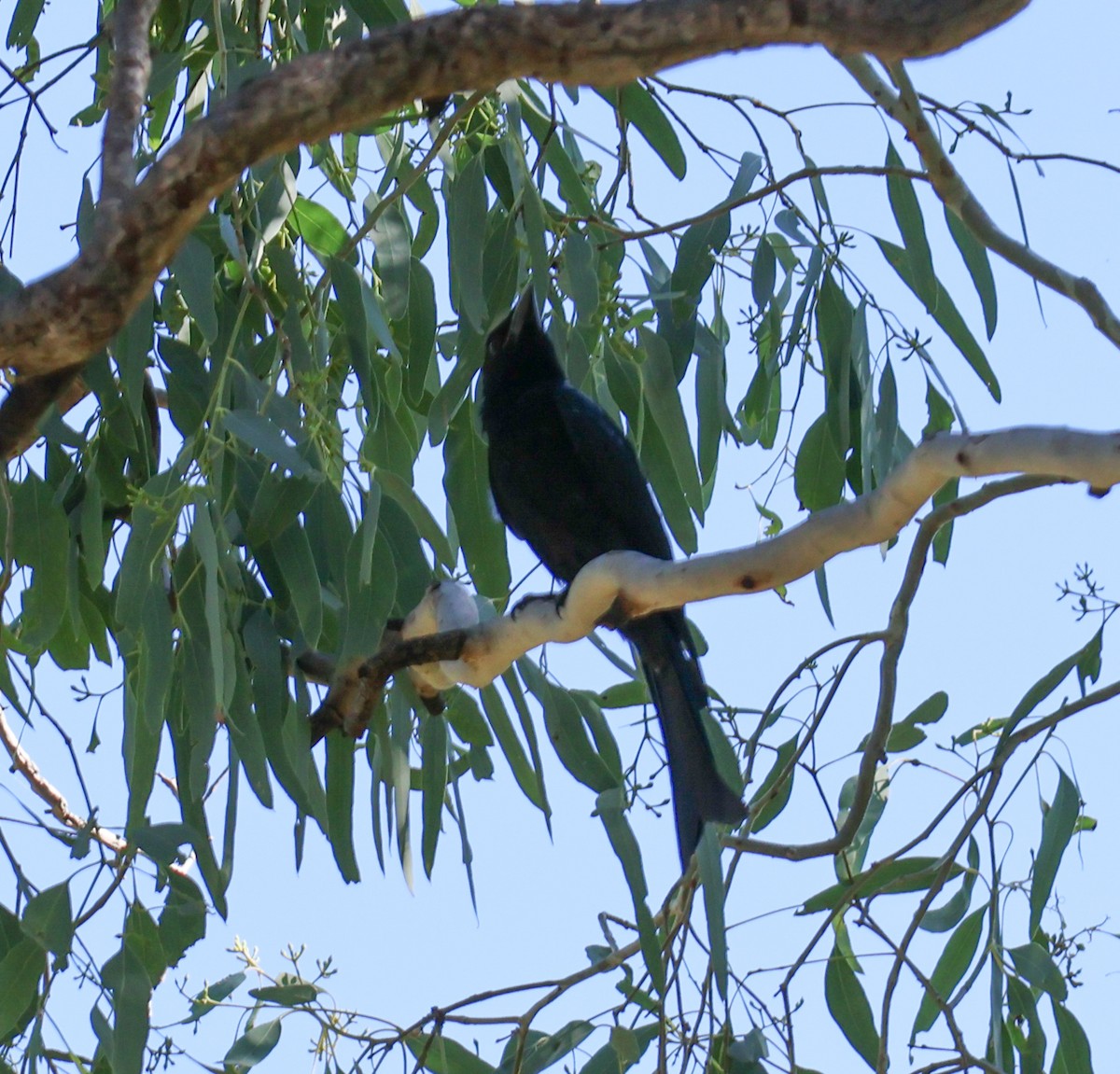 Spangled Drongo - ML615242629