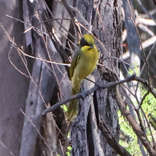 Yellow-tufted Honeyeater - Alison Cavanagh