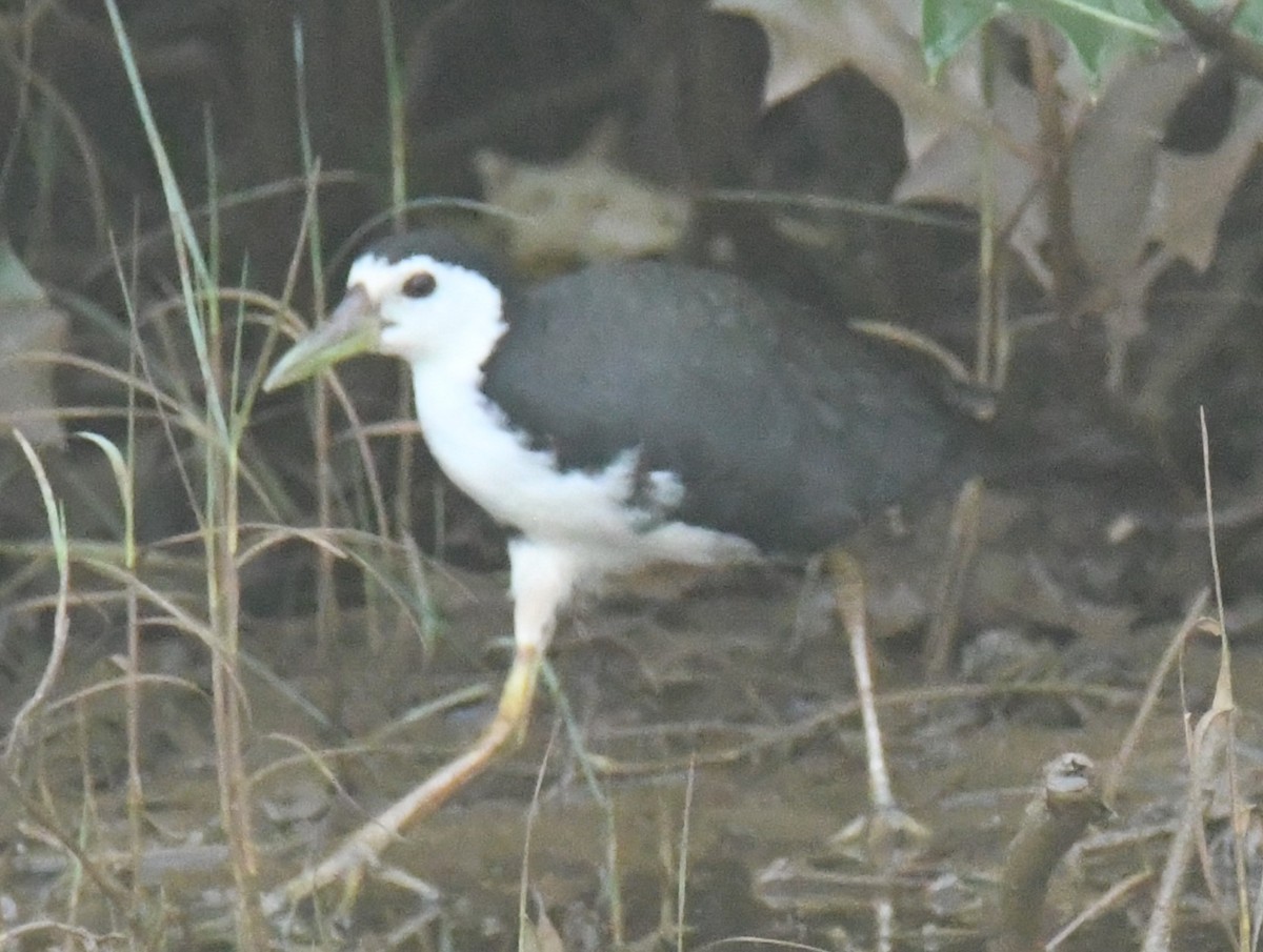 White-breasted Waterhen - ML615242703