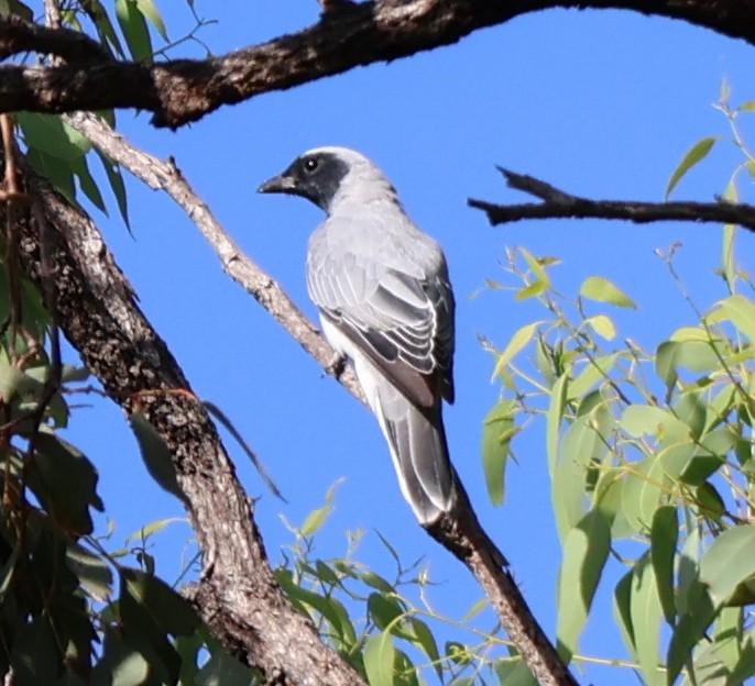 Black-faced Cuckooshrike - ML615242705