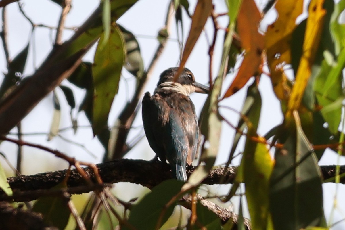 Sacred Kingfisher - ML615242715