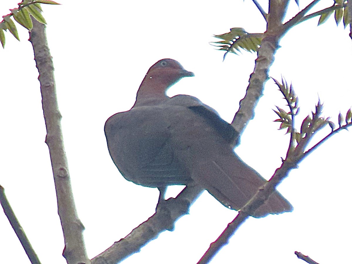 Andaman Cuckoo-Dove - ML615242716