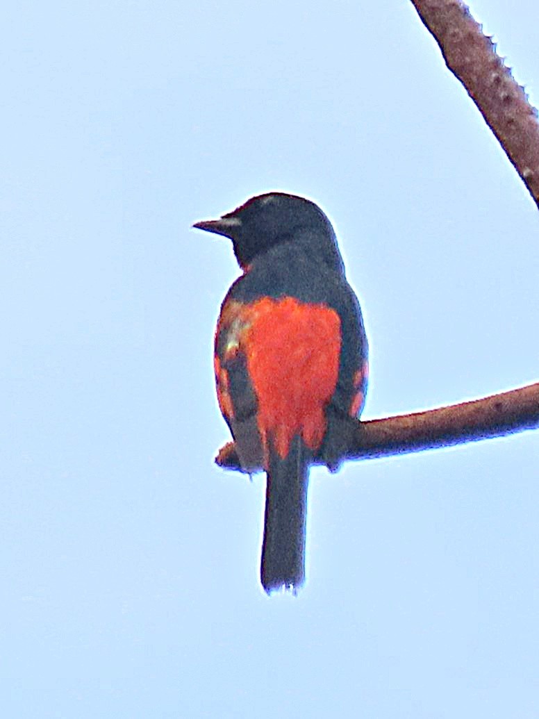 Scarlet Minivet - ML615242740