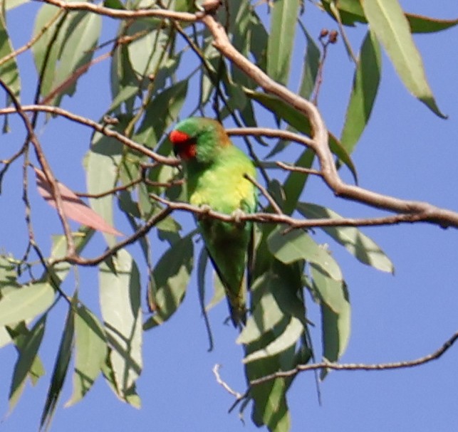 Little Lorikeet - ML615242771