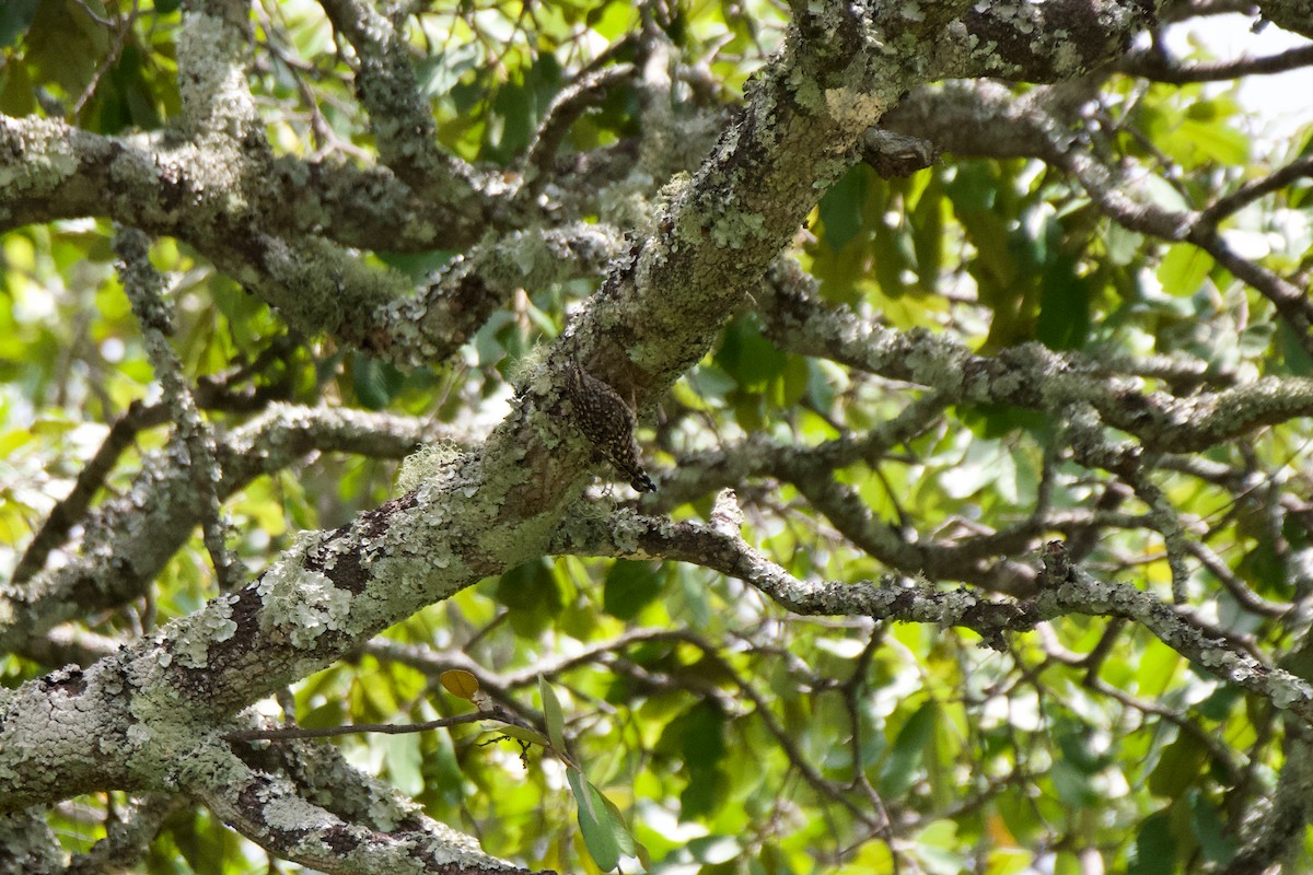 African Spotted Creeper - Antoine Lacroix