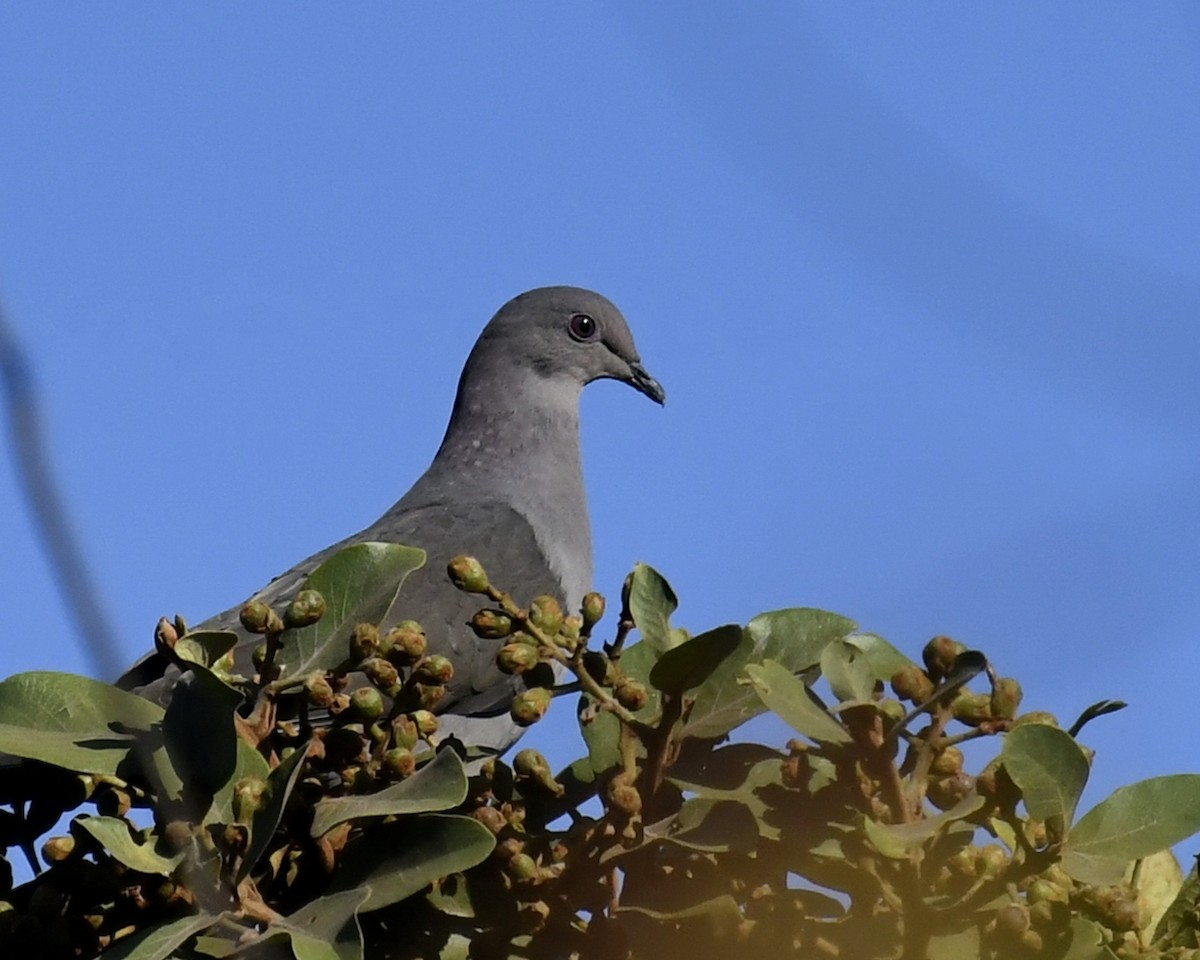Plumbeous Pigeon - Amaury Pimenta