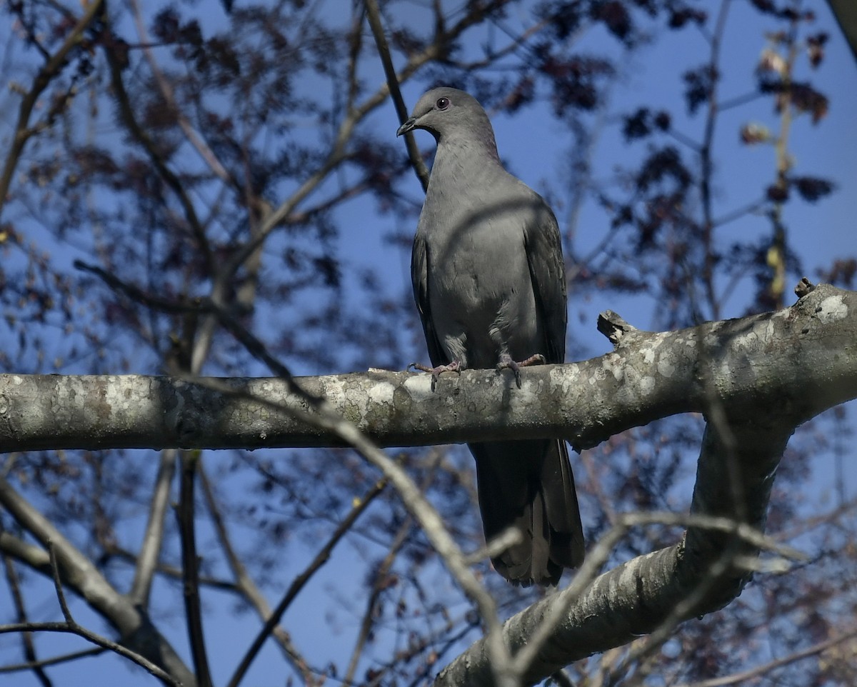 Plumbeous Pigeon - ML615242802