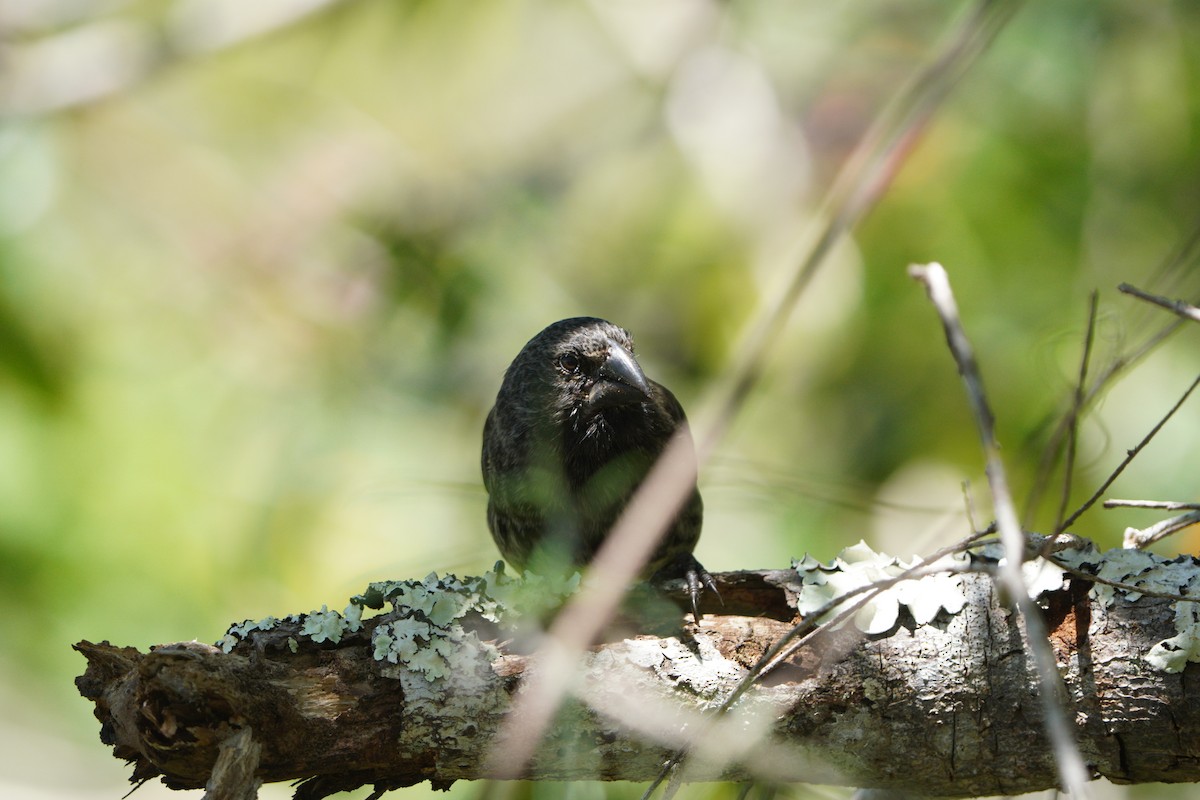 Large Tree-Finch - ML615242838