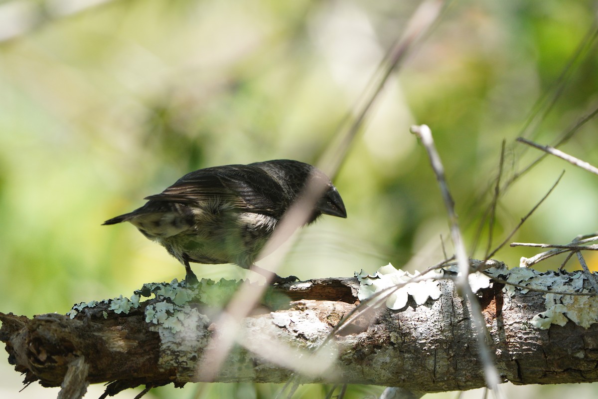 Large Tree-Finch - ML615242840