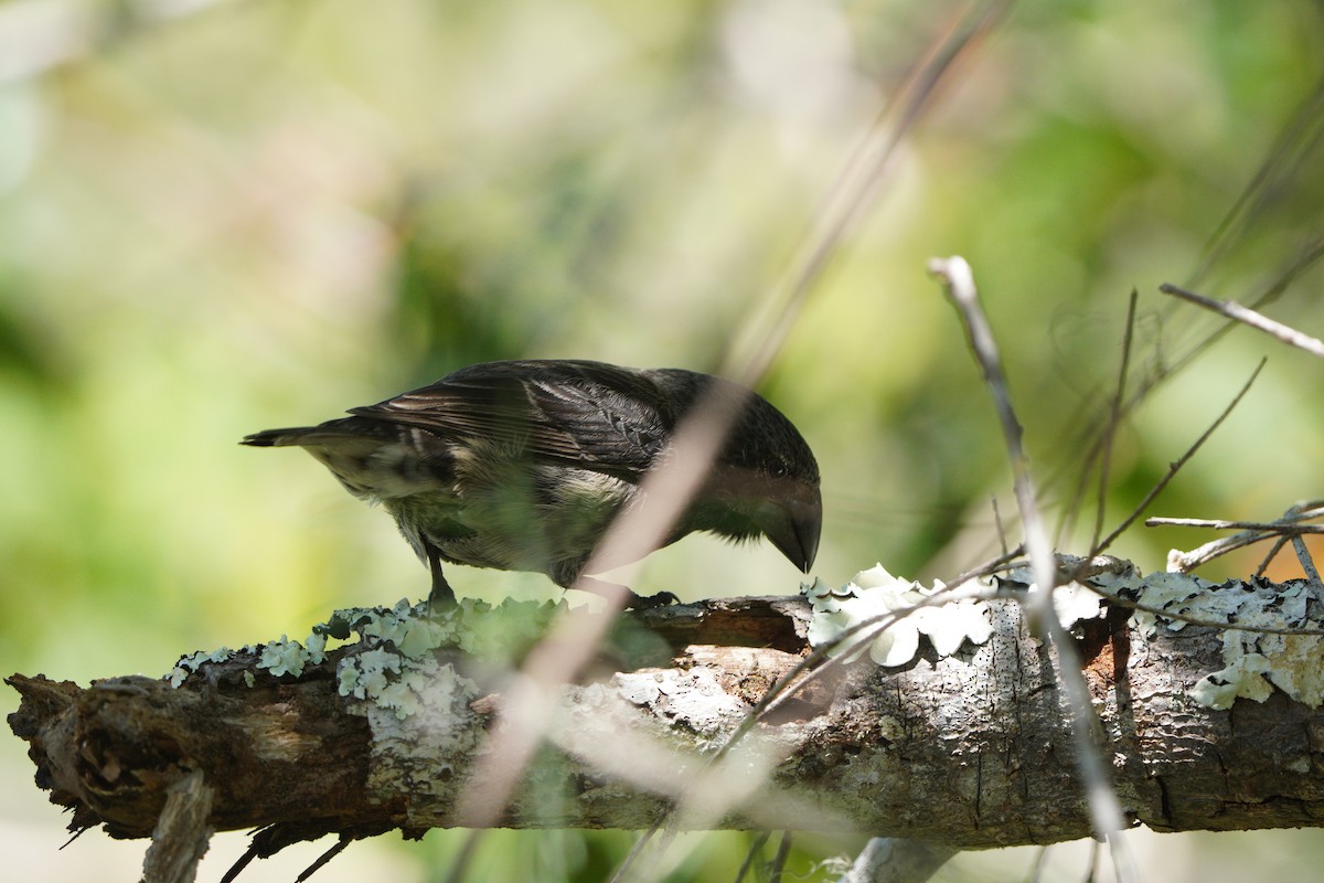 Large Tree-Finch - ML615242841