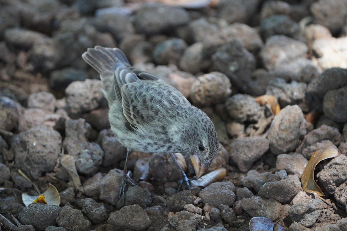 Large Tree-Finch - ML615242848