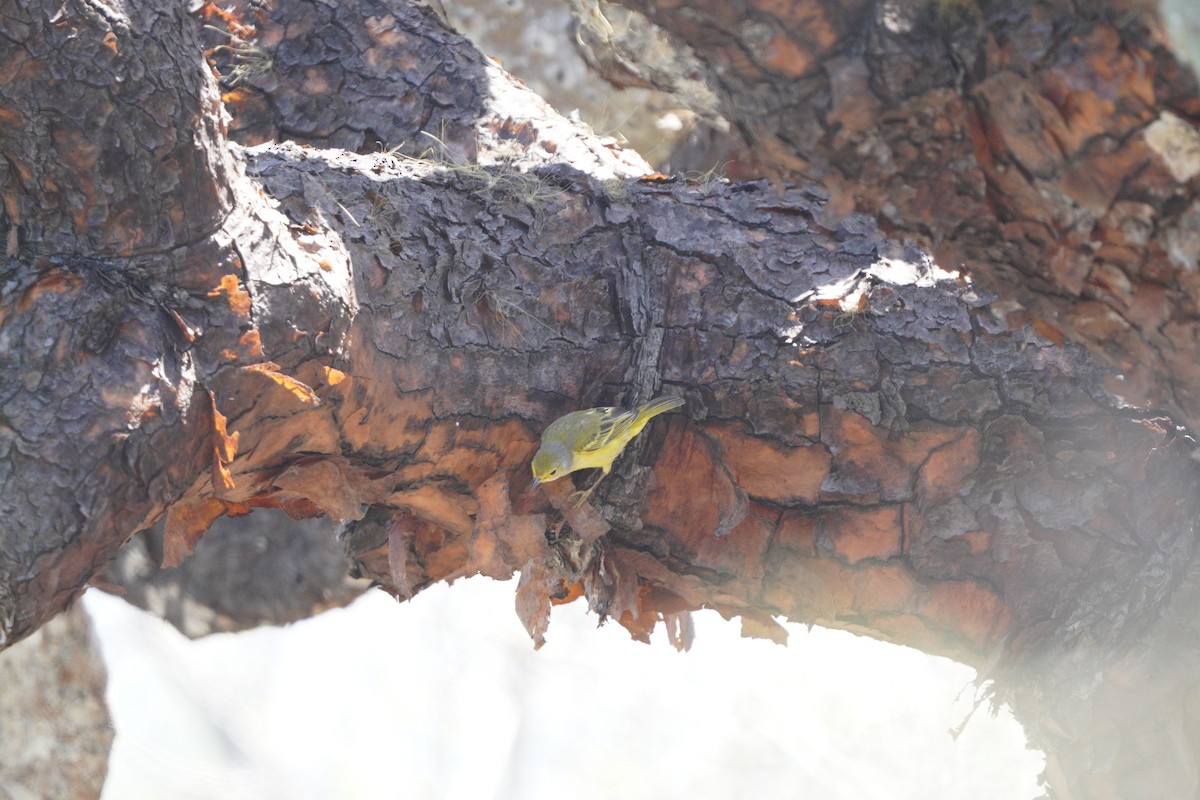 Yellow Warbler - ML615242930