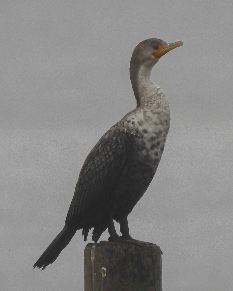 Double-crested Cormorant - ML615242938