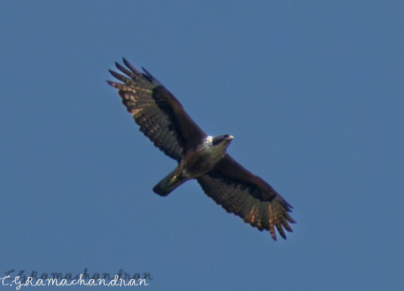 Rufous-bellied Eagle - C G  Ramachandran