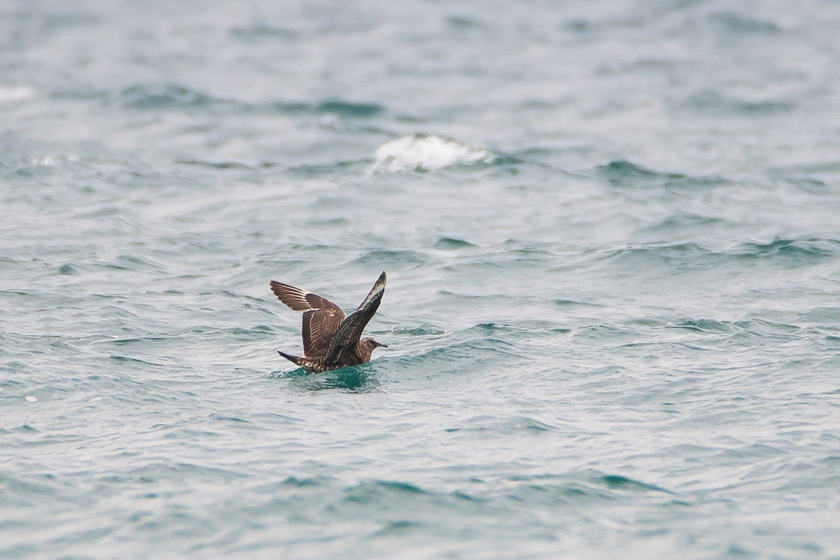 Parasitic Jaeger - ML615242956