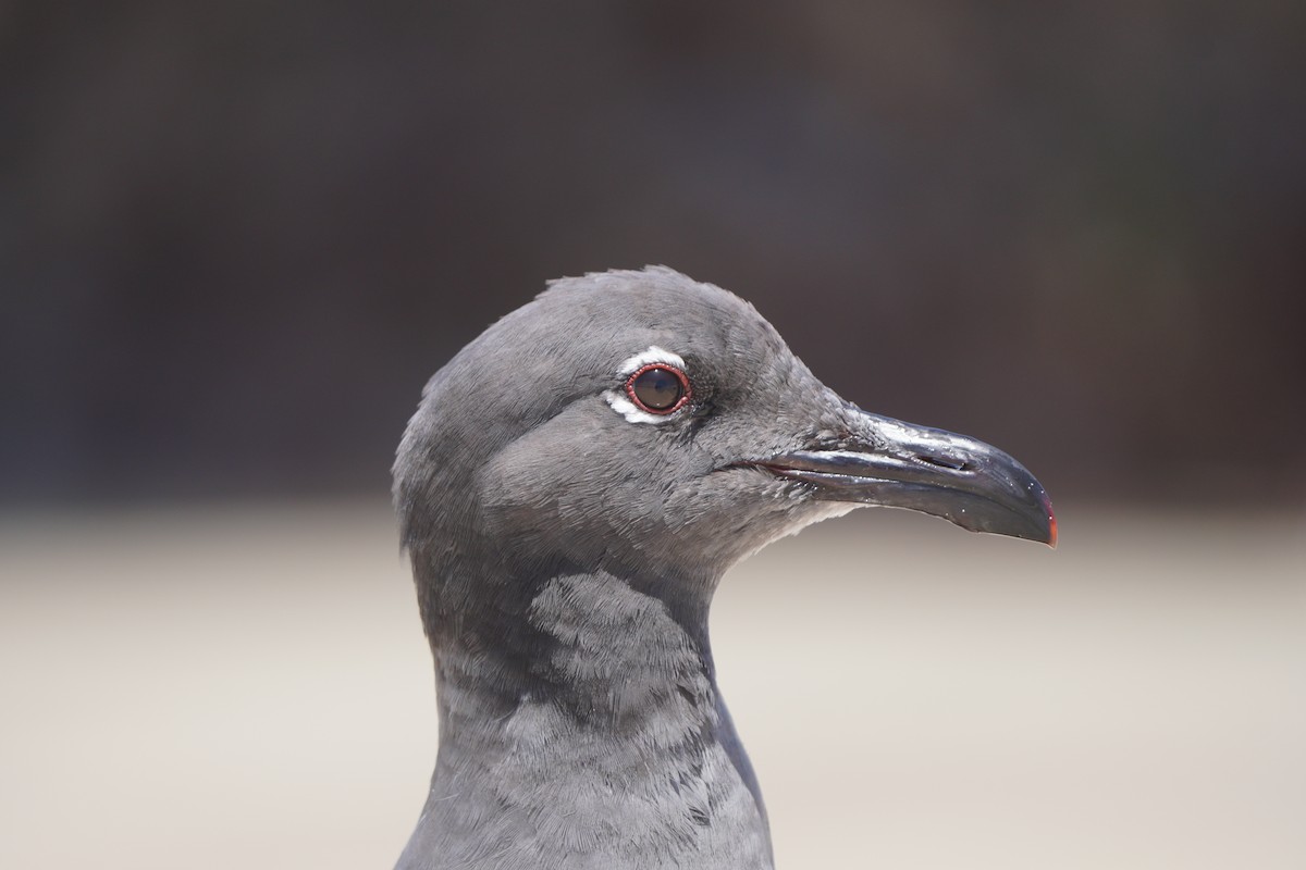 Mouette obscure - ML615242966