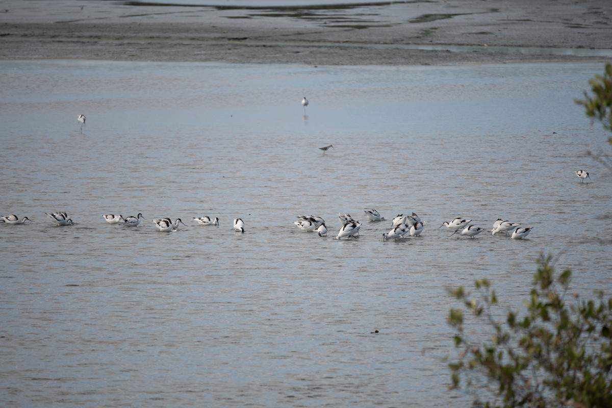 Pied Avocet - Leo Jr Barcenas