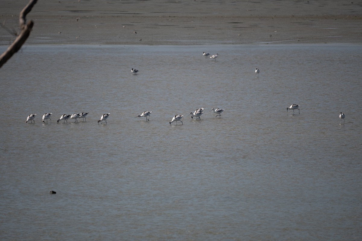 Pied Avocet - ML615242972