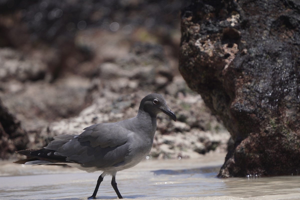 Mouette obscure - ML615242983