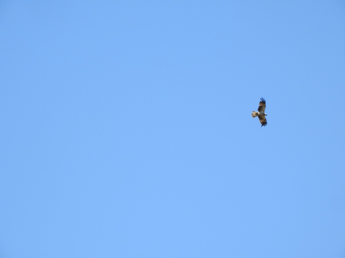 Whistling Kite - ML615242997