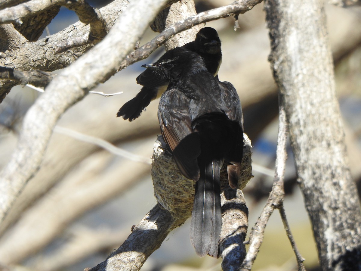 Willie-wagtail - ML615243012
