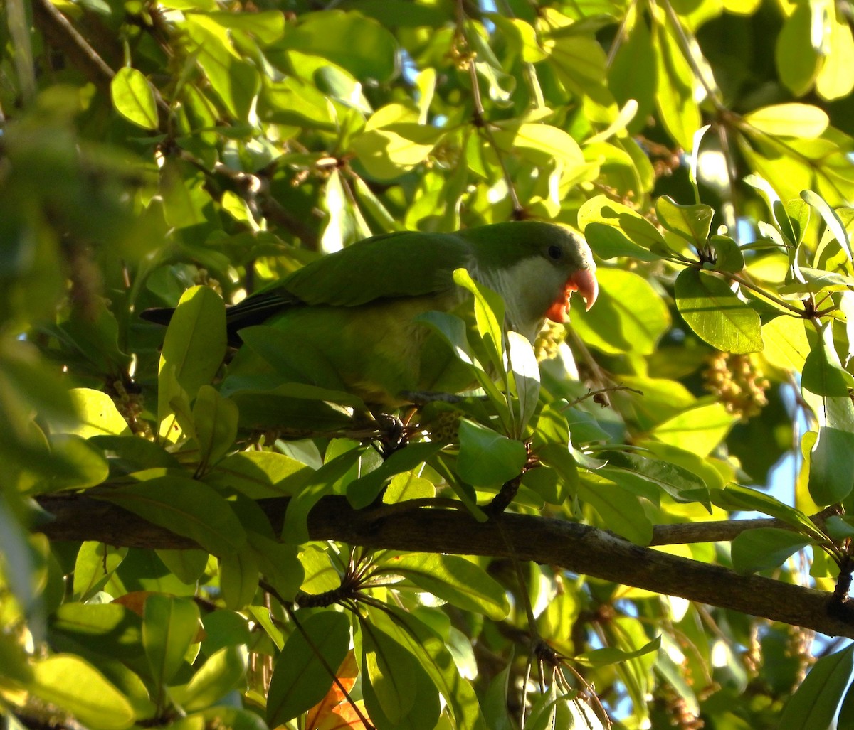 Monk Parakeet - ML615243057