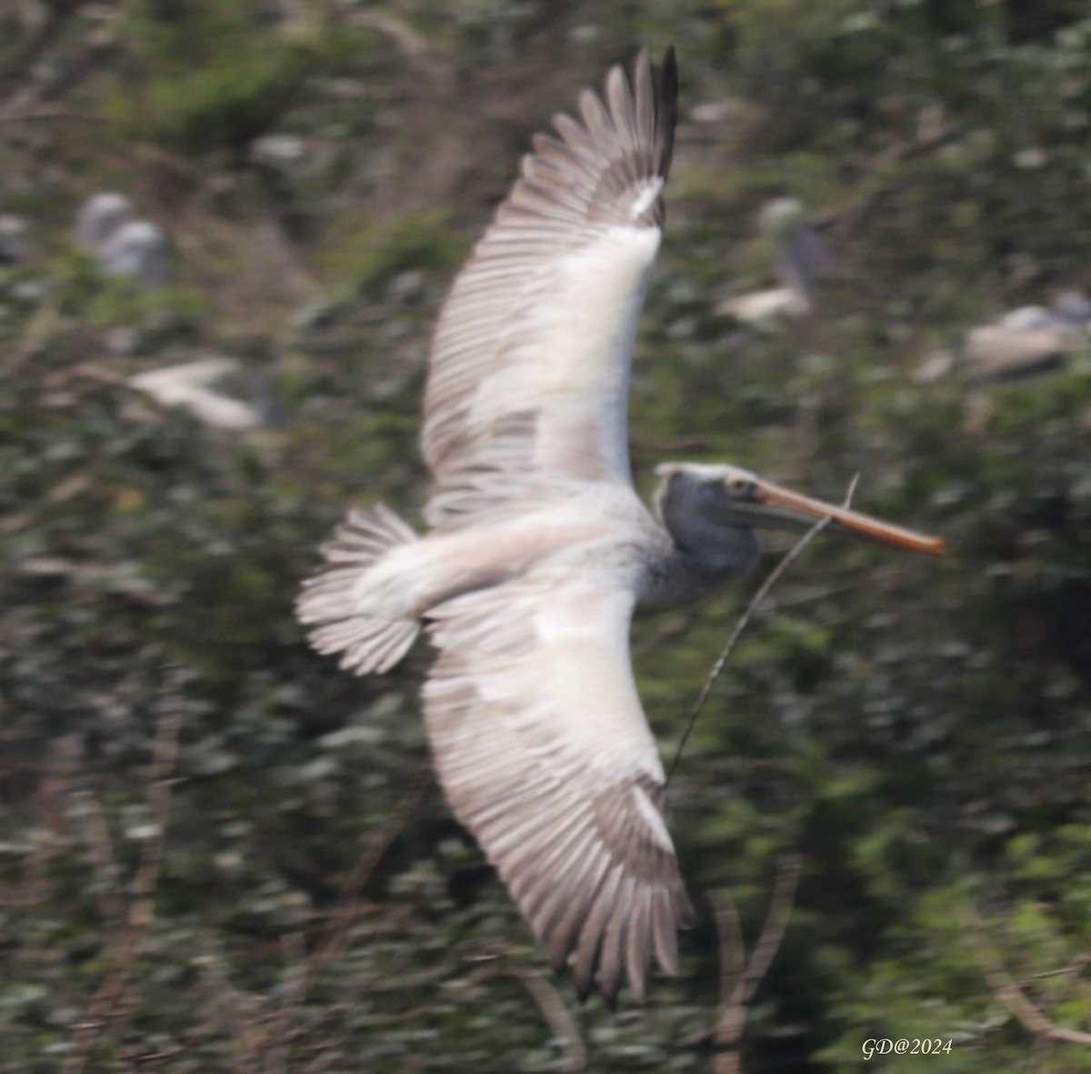 Spot-billed Pelican - Ganpat Deshmukh
