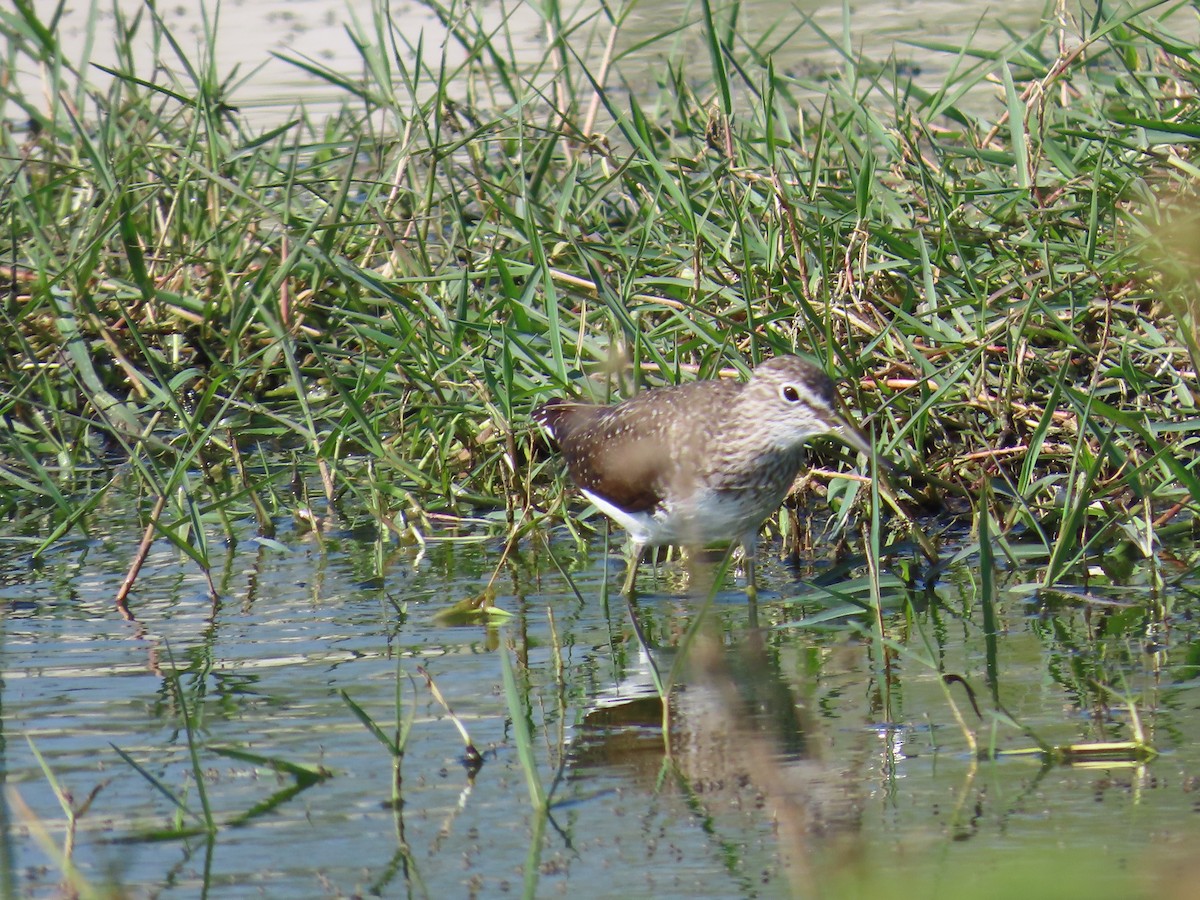 Green Sandpiper - ML615243072