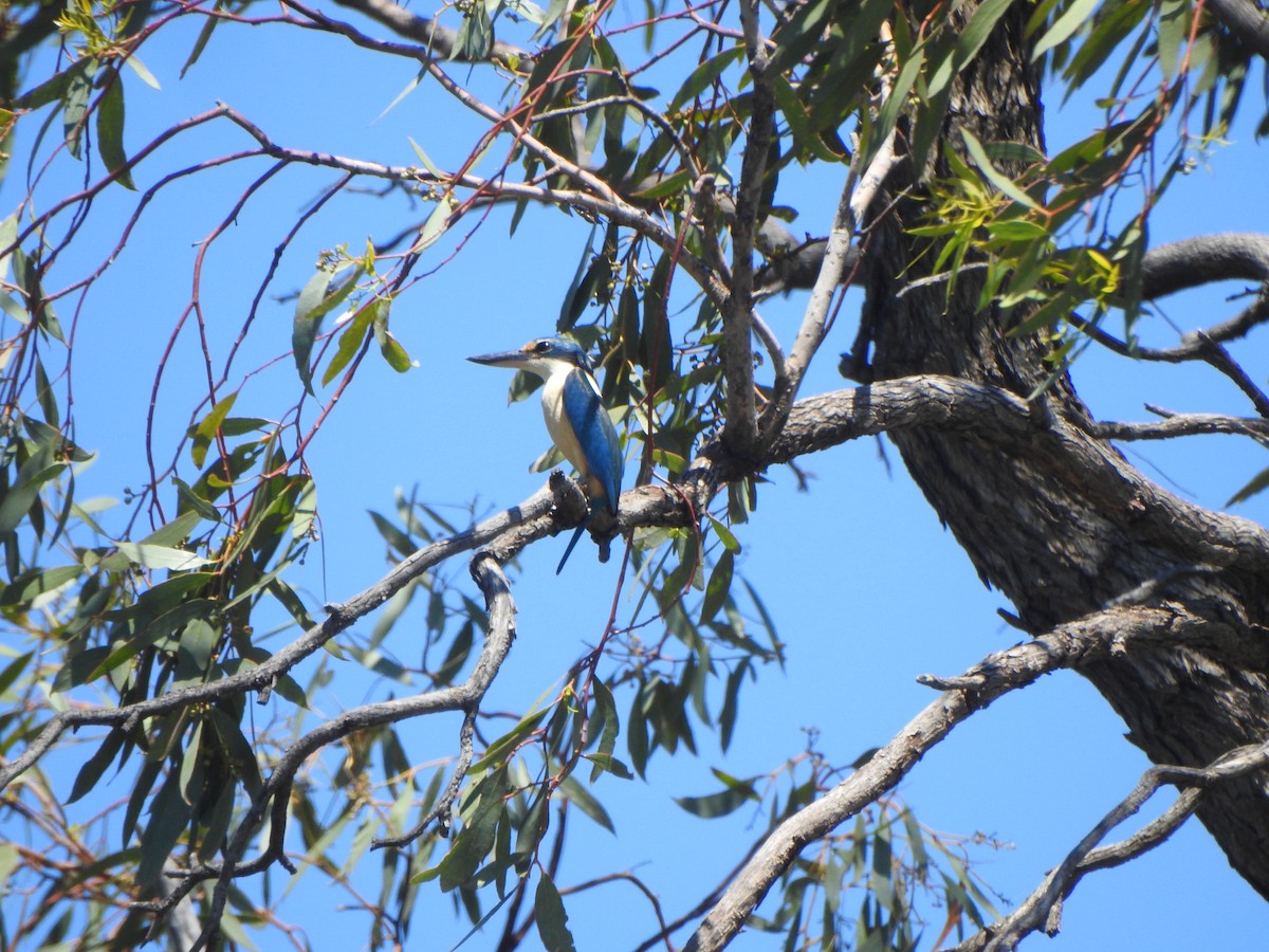 Sacred Kingfisher - ML615243075