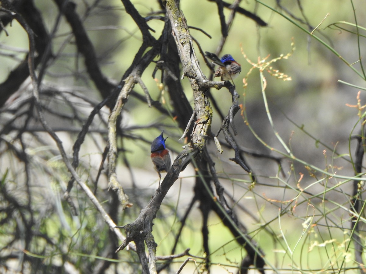 Purple-backed Fairywren - ML615243084
