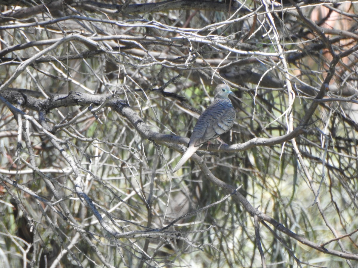 Peaceful Dove - ML615243088