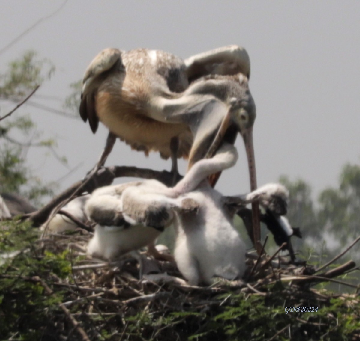 Spot-billed Pelican - Ganpat Deshmukh
