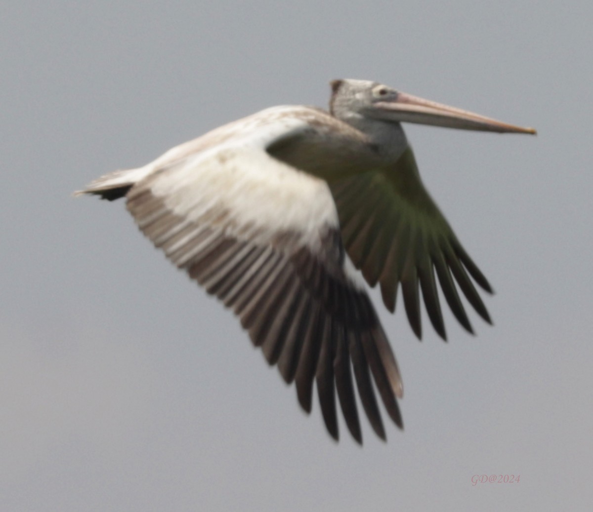 Spot-billed Pelican - Ganpat Deshmukh