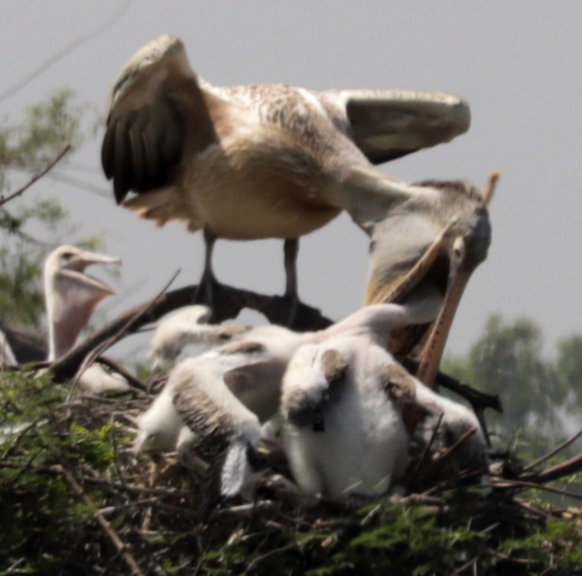 Spot-billed Pelican - Ganpat Deshmukh