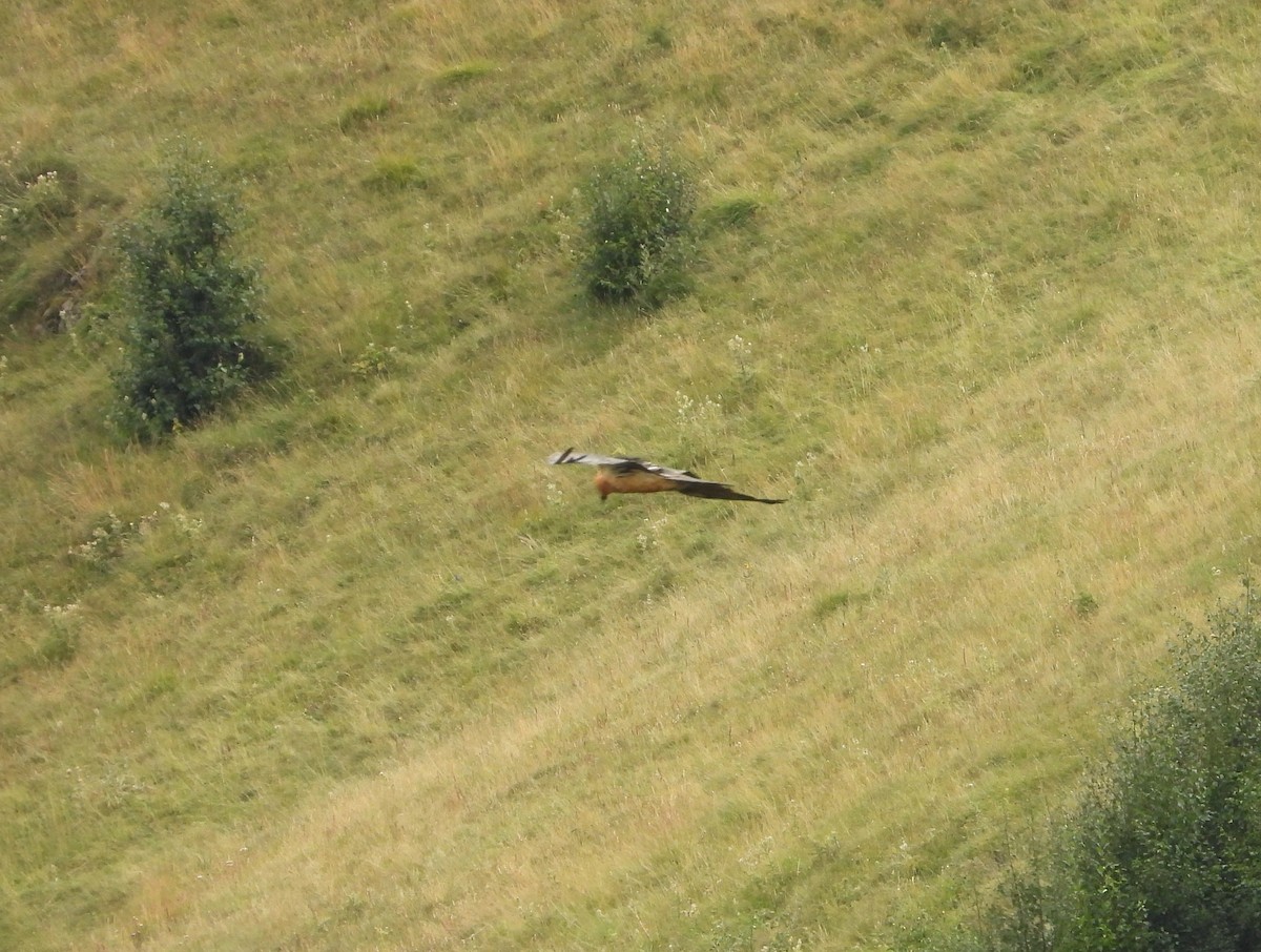 Bearded Vulture - ML615243134