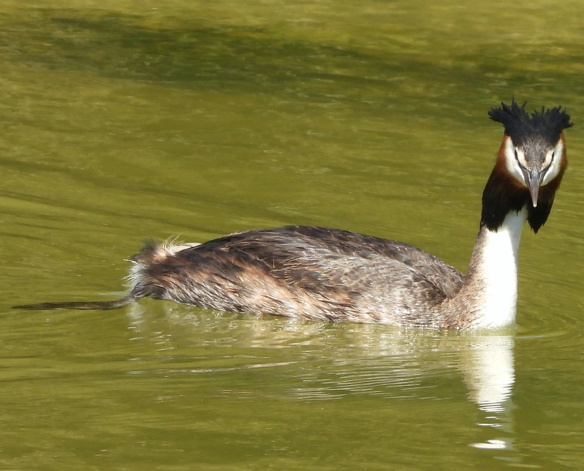 Great Crested Grebe - ML615243184